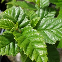 Betula megrelica